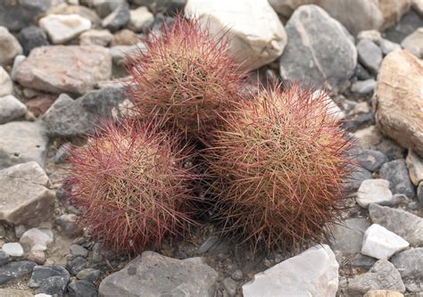 Sclerocactus johnsonii | This cactus is uncommon in Californ… | Flickr