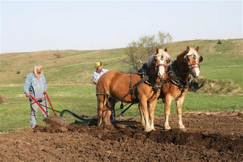 Haflinger Horse Info, Temperament, History, Pictures