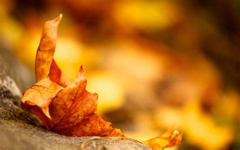 autumn, Leaf Wallpapers HD / Desktop and Mobile Backgrounds