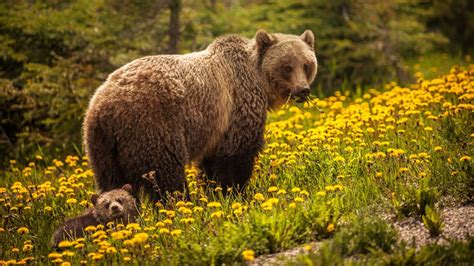 Explainer: Black bear or brown bear?