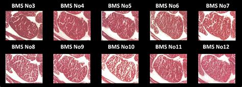 Wagyu Beef Grading and Marble Scores Guide | Steaks and Game