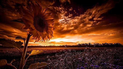 Top more than 66 aesthetic sunflower sunset wallpaper best - in.cdgdbentre