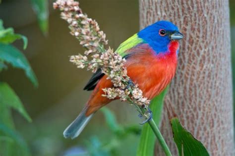 1000+ images about Birds of Texas on Pinterest | Runners, The mosquito ...