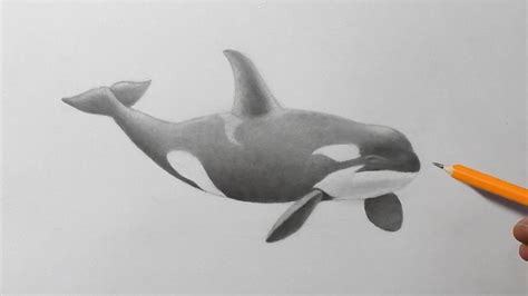 How to Draw an Orca || Killer Whale Pencil Drawing - YouTube