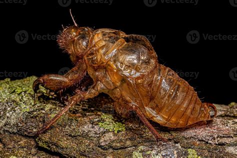 Exuvia of Typical Cicada 13071554 Stock Photo at Vecteezy