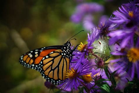 Fall Migration - Birds and Blooms