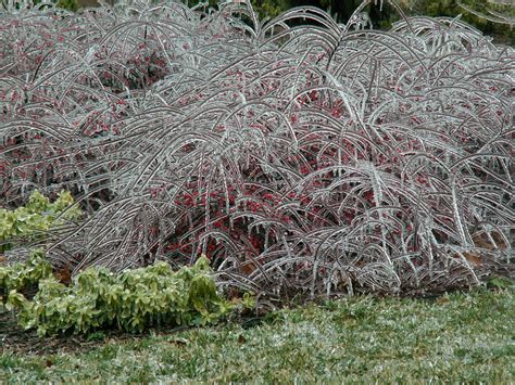 Ice Storm, Day Two: Princess Mononoke Demon Worms | My son r… | Flickr