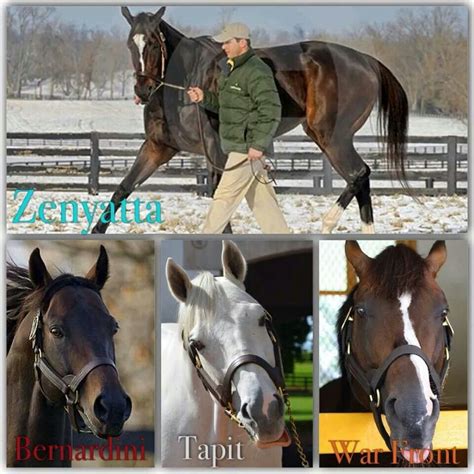 The sires of Zenyatta's foals | Thoroughbred horse racing, Zenyatta horse, Horse love