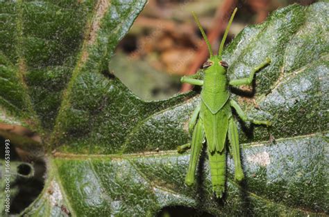 Full-body photo of grasshopper in habitat Stock Photo | Adobe Stock