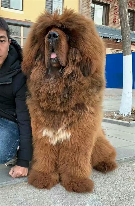 Tibetan Mastiff - The Best Biggest Expensive Dog Breed in the World