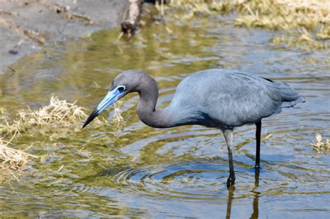 Little Blue Heron