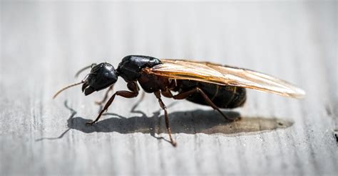 Flying Ants vs Termites: Know the Difference | Moyer