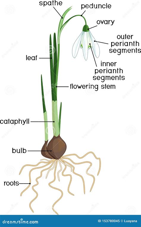 Common Snowdrop Plant Or Galanthus Nivalis With Green Leaves, Flower ...