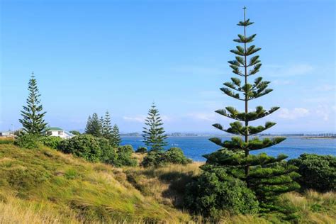 Norfolk Island Pine Tree Care Guide