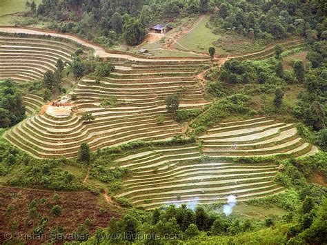 rice fields, terrace farming, between Tám Sơn and Yên minh, vietnam