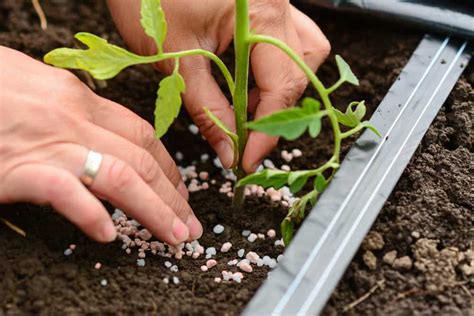 How To Fertilize Tomato Plants For Your Best Harvest Ever - Tomato Bible