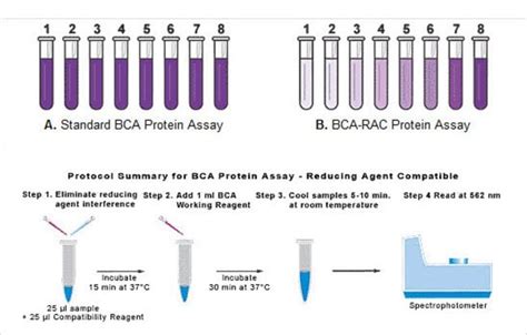 Thermo Scientific Pierce BCA Protein Assay, Reducing Agent Compatible ...