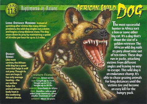 African Wild Dog - Wierd N'wild Creatures Wiki