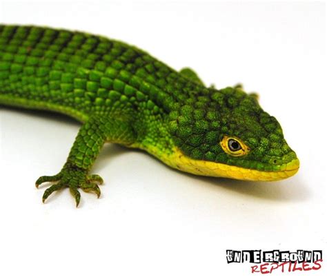 Mexican Alligator Lizards For Sale - Underground Reptiles | Lizard, Lizards for sale, Alligator ...