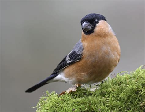 Bullfinch. | Bullfinch, Bird, Birds