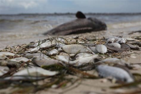 Florida Red Tide's Toxic Algae and Dead Animals: Destruction Behind ...