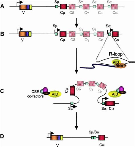 Model of class switch recombination. (A) The genomic organization of ...