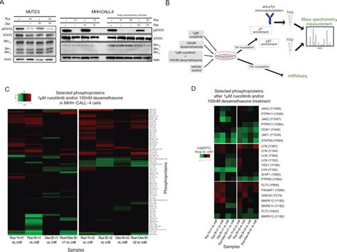 Mass spectrometry phosphoproteomics analysis of the effects of... | Download Scientific Diagram