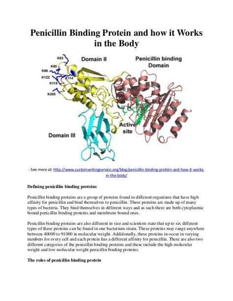 Penicillin binding protein and how it works in the body