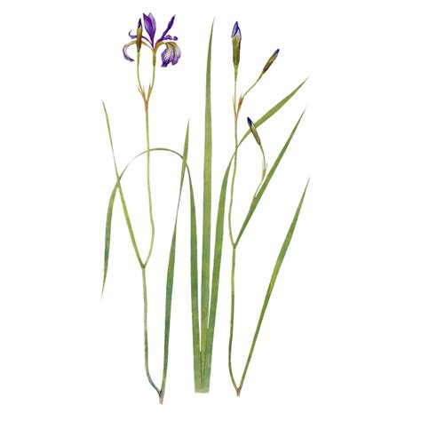 Purple Iris flower mockup | Royalty free illustration - 2098152