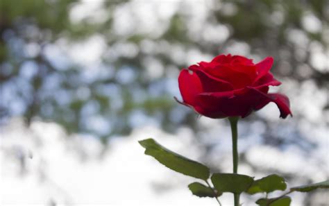 Red rose on bokeh blur background 2833658 Stock Photo at Vecteezy