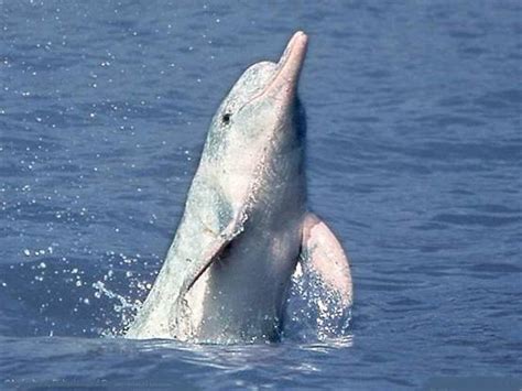 The Amazing River Dolphin: The Extinction of Baiji