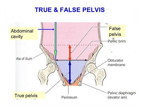 True And False Pelvis Diagram - Wiring Diagram Pictures