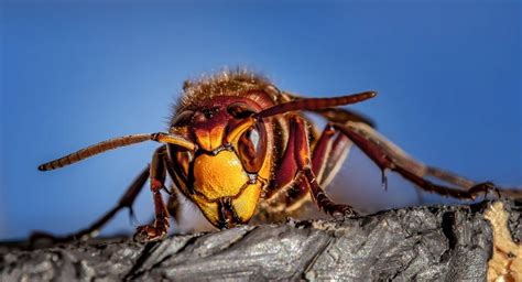 10 dangerous (and deadly) insects | Ehrlich Pest Control