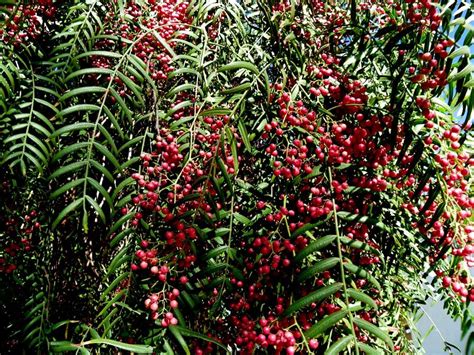 Molle del Peru /Pink peppercorns/ Schinus molle | Pepper tree, Shade ...