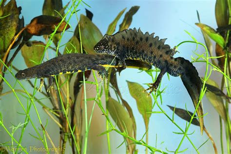 Crested newt photo WP18899