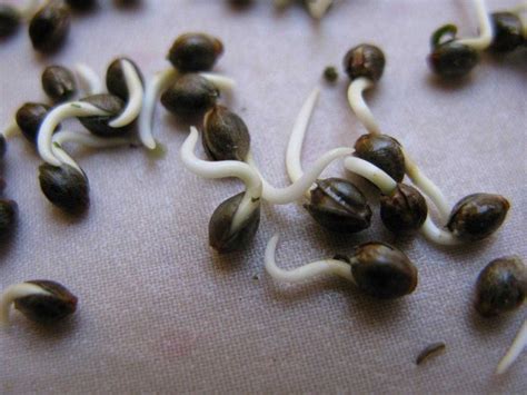 Germinating Marijuana Seeds - Marijuana Seed Banks