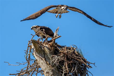 Jon Hauge Photographer|Baldwin County|Mobile|Pensacola | Spring Nesting Behavior for Osprey in ...