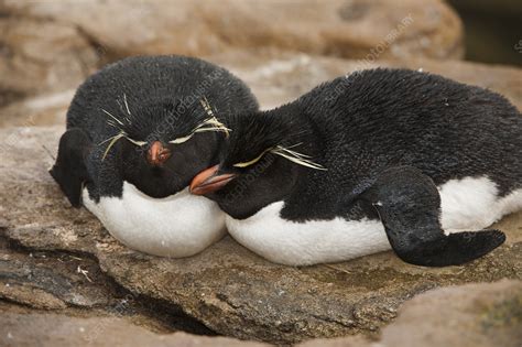 Rockhopper Penguin Sleeping - Stock Image - C033/9443 - Science Photo Library