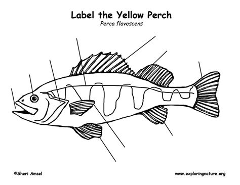 Yellow Perch Anatomy