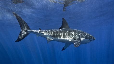 Shark In Blue Sea HD Animals Wallpapers | HD Wallpapers | ID #50538