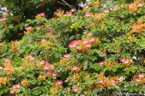 Flowering Trees of Thailand – Rain Tree - Tim's Thailand