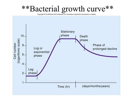 Diagram Of Bacterial Growth Curve