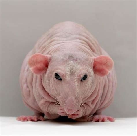 Pin by Xeno Phrenia on Oh I like that - 03 | Hairless animals, Hairless rat, Weird animals