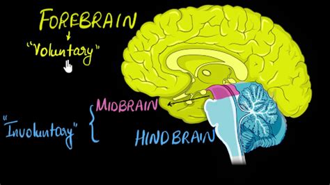 Identify the Structures of the Hindbrain and Describe Their Functions.