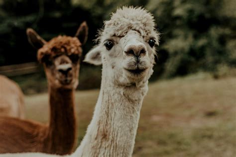 What's the Difference Between an Alpaca and a Llama?