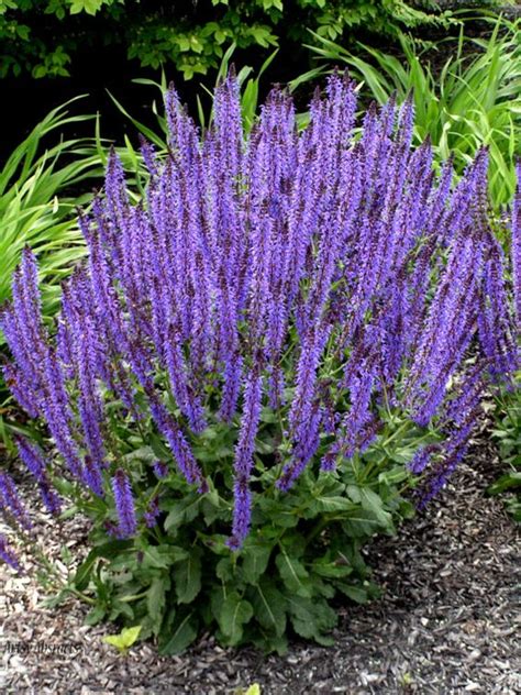 Purple salvia, Drought tolerant and Purple on Pinterest