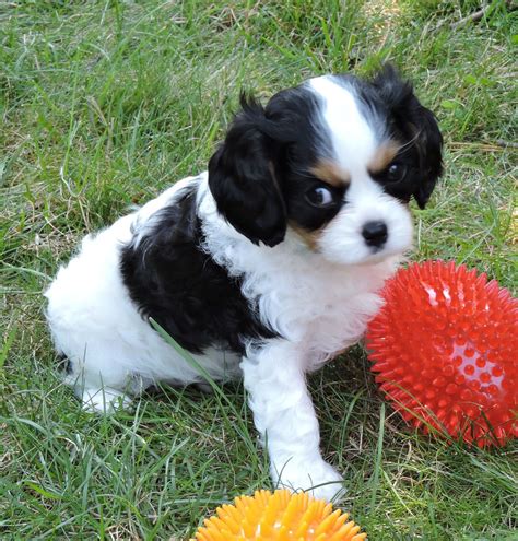 Cavalier King Charles Spaniel Puppies For Sale | Stuarts Draft, VA #303375