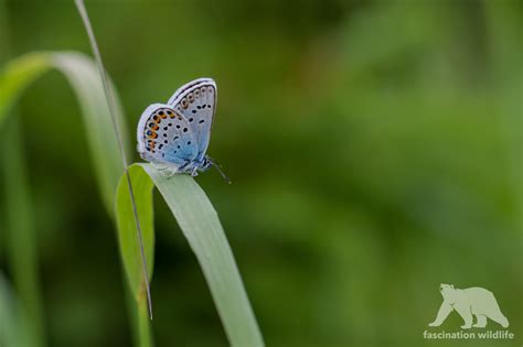 Wild Bavaria - Fascination Wildlife