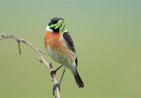 Photo Collection: Passerine, Bird