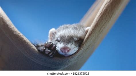 587 Sleeping ferret Images, Stock Photos & Vectors | Shutterstock